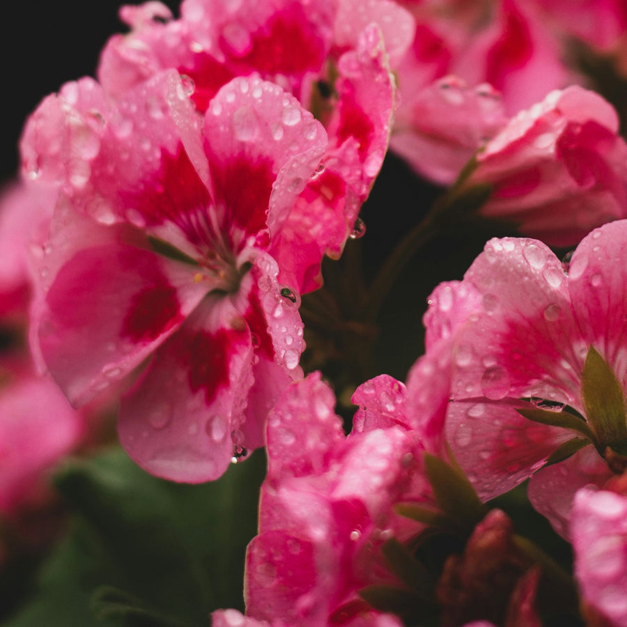 Geranium Multi-Surface Cleaning Tablets