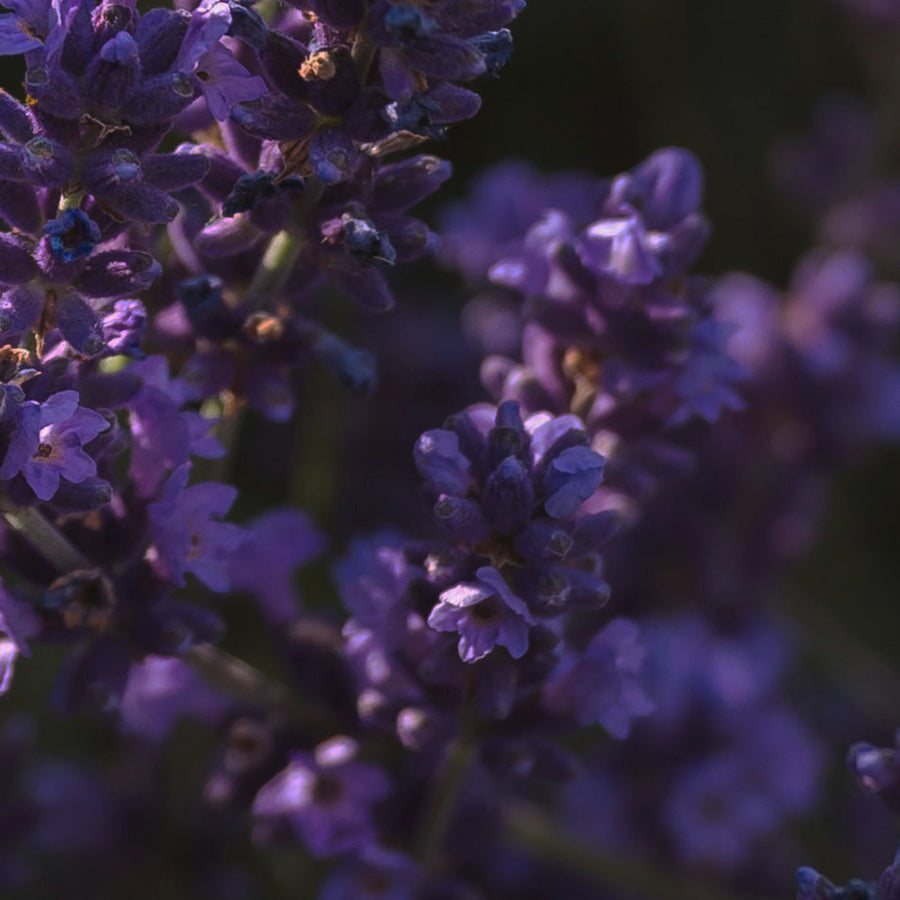 Watermint Lavender Multi-Surface Cleaning Tablets